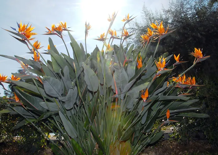 Hotel Paradiso San Remo